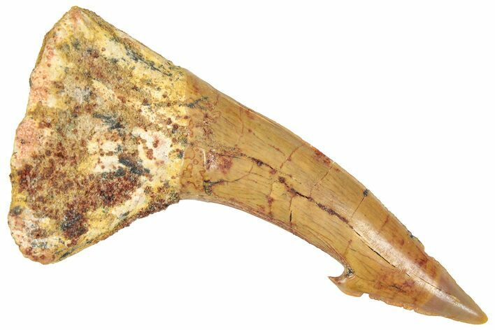 Fossil Sawfish (Onchopristis) Rostral Barb - Morocco #322818